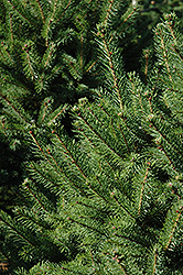 North Star Spruce (Picea glauca 'North Star') at Tree Top Nursery & Landscaping