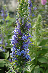 Blue Cardinal Flower (Lobelia siphilitica) at Tree Top Nursery & Landscaping