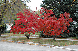 Flame Amur Maple (Acer ginnala 'Flame') at Tree Top Nursery & Landscaping