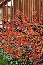 Autumn Magic Black Chokeberry (Aronia melanocarpa 'Autumn Magic') at Tree Top Nursery & Landscaping