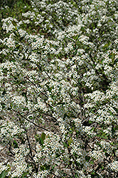 Iroquois Beauty Black Chokeberry (Aronia melanocarpa 'Morton') at Tree Top Nursery & Landscaping