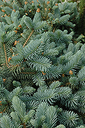 Lundeby's Dwarf Blue Spruce (Picea pungens 'Lundeby's Dwarf') at Tree Top Nursery & Landscaping