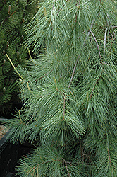 Weeping White Pine (Pinus strobus 'Pendula') at Tree Top Nursery & Landscaping