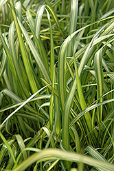 El Dorado Feather Reed Grass (Calamagrostis x acutiflora 'El Dorado') at Tree Top Nursery & Landscaping