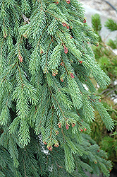 Weeping White Spruce (Picea glauca 'Pendula') at Tree Top Nursery & Landscaping
