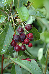 Regent Saskatoon (Amelanchier alnifolia 'Regent') at Tree Top Nursery & Landscaping