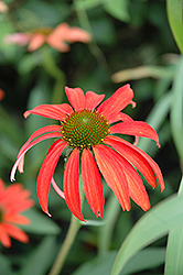 Tomato Soup Coneflower (Echinacea 'Tomato Soup') at Tree Top Nursery & Landscaping