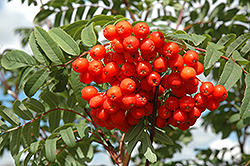 Cardinal Royal Mountain Ash (Sorbus aucuparia 'Michred') at Tree Top Nursery & Landscaping