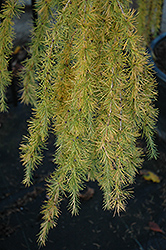 Varied Directions Larch (Larix decidua 'Varied Directions') at Tree Top Nursery & Landscaping