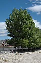 Siouxland Poplar (Populus deltoides 'Siouxland') at Tree Top Nursery & Landscaping