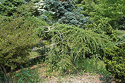 Varied Directions Larch (Larix decidua 'Varied Directions') at Tree Top Nursery & Landscaping