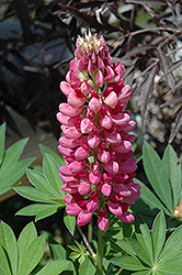 Gallery Red Lupine (Lupinus 'Gallery Red') at Tree Top Nursery & Landscaping