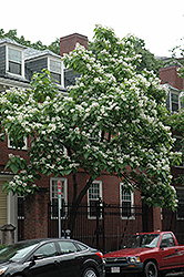 Northern Catalpa (Catalpa speciosa) at Tree Top Nursery & Landscaping