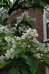 Northern Catalpa (Catalpa speciosa) at Tree Top Nursery & Landscaping