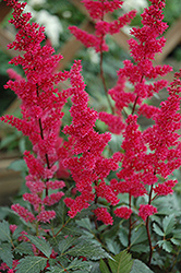 Fanal Astilbe (Astilbe x arendsii 'Fanal') at Tree Top Nursery & Landscaping