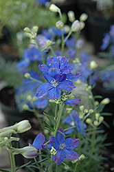 Blue Mirror Delphinium (Delphinium grandiflorum 'Blue Mirror') at Tree Top Nursery & Landscaping