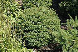 Hildburghausen Norway Spruce (Picea abies 'Hildburghausen') at Tree Top Nursery & Landscaping