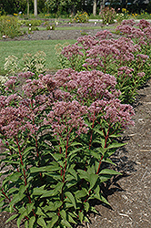 Baby Joe Dwarf Joe Pye Weed (Eupatorium dubium 'Baby Joe') at Tree Top Nursery & Landscaping