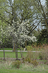 Toka Plum (Prunus 'Toka') at Tree Top Nursery & Landscaping