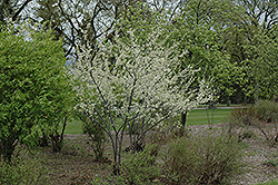 Waneta Plum (Prunus 'Waneta') at Tree Top Nursery & Landscaping
