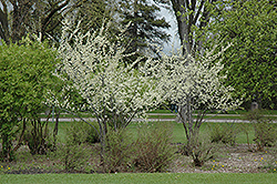 Pipestone Plum (Prunus 'Pipestone') at Tree Top Nursery & Landscaping