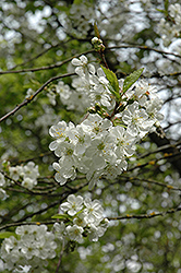 Northstar Cherry (Prunus 'Northstar') at Tree Top Nursery & Landscaping