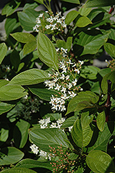 Firedance Dogwood (Cornus sericea 'Bailadeline') at Tree Top Nursery & Landscaping