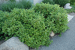 Firedance Dogwood (Cornus sericea 'Bailadeline') at Tree Top Nursery & Landscaping