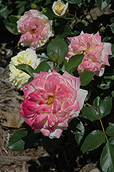 Music Box Rose (Rosa 'BAIbox') at Tree Top Nursery & Landscaping