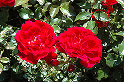 Paint The Town Rose (Rosa 'Paint The Town') at Tree Top Nursery & Landscaping