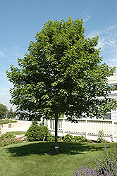 Fall Fiesta Sugar Maple (Acer saccharum 'Bailsta') at Tree Top Nursery & Landscaping