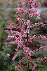 Color Flash Astilbe (Astilbe x arendsii 'Color Flash') at Tree Top Nursery & Landscaping