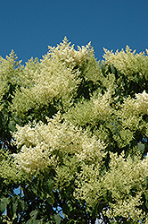 Japanese Tree Lilac (Syringa reticulata) at Tree Top Nursery & Landscaping