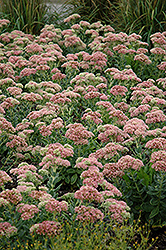 Autumn Joy Stonecrop (Sedum 'Autumn Joy') at Tree Top Nursery & Landscaping