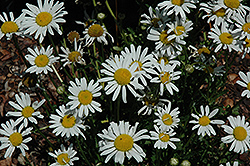 White Breeze Shasta Daisy (Leucanthemum x superbum 'White Breeze') at Tree Top Nursery & Landscaping