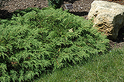 Russian Cypress (Microbiota decussata) at Tree Top Nursery & Landscaping