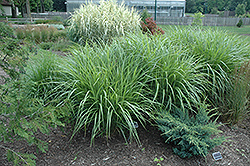Silberfeder Maiden Grass (Miscanthus sinensis 'Silberfeder') at Tree Top Nursery & Landscaping