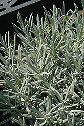 Phenomenal Lavender (Lavandula x intermedia 'Phenomenal') at Tree Top Nursery & Landscaping