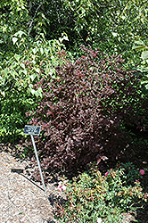 Lady In Red Ninebark (Physocarpus opulifolius 'Lady In Red') at Tree Top Nursery & Landscaping