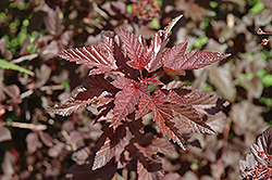 Lady In Red Ninebark (Physocarpus opulifolius 'Lady In Red') at Tree Top Nursery & Landscaping