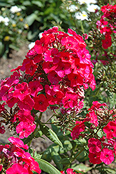 Flame Red Garden Phlox (Phlox paniculata 'Flame Red') at Tree Top Nursery & Landscaping