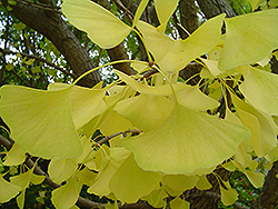 Autumn Gold Ginkgo (Ginkgo biloba 'Autumn Gold') at Tree Top Nursery & Landscaping