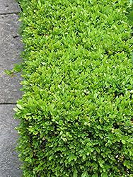 Green Velvet Boxwood (Buxus 'Green Velvet') at Tree Top Nursery & Landscaping