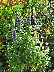 Blue Cardinal Flower (Lobelia siphilitica) at Tree Top Nursery & Landscaping