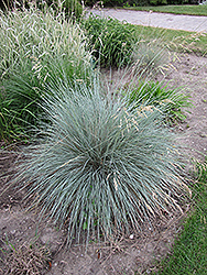 Blue Oat Grass (Helictotrichon sempervirens) at Tree Top Nursery & Landscaping