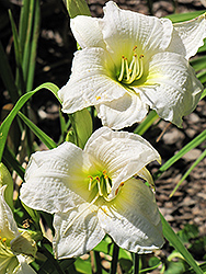 Gentle Shepherd Daylily (Hemerocallis 'Gentle Shepherd') at Tree Top Nursery & Landscaping