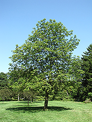 Ohio Buckeye (Aesculus glabra) at Tree Top Nursery & Landscaping