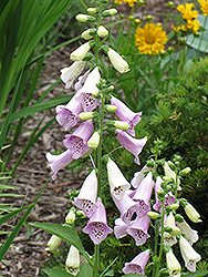 Foxy Foxglove (Digitalis purpurea 'Foxy') at Tree Top Nursery & Landscaping