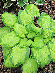 Stained Glass Hosta (Hosta 'Stained Glass') at Tree Top Nursery & Landscaping