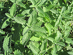 Walker's Low Catmint (Nepeta x faassenii 'Walker's Low') at Tree Top Nursery & Landscaping